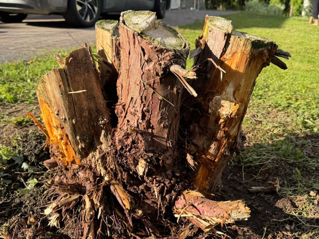 Kantojyrsintä, jossa tehdään kannon poistaminen jyrsimällä