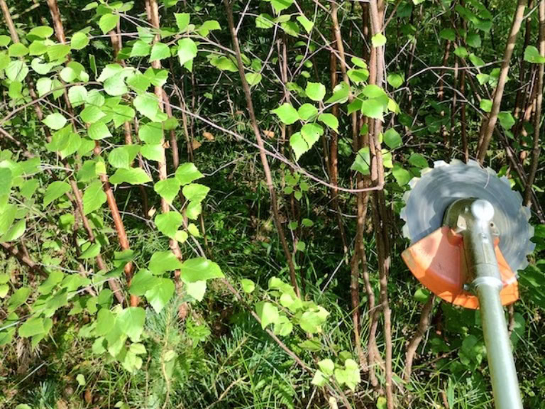 Metsänhoito ja metsuripalvelut