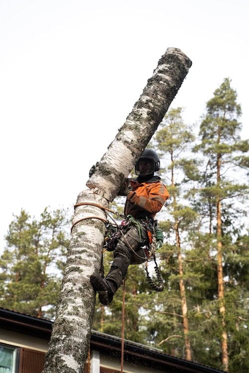 Puunkaadon hintaopas: katso mikä on kiipeilykaato hinta ja mitä puunkaato maksaa