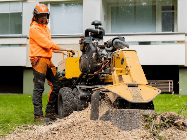 Kantojyrsintä eli kannon jyrsiminen ammattikäyttöisellä jyrsimellä.